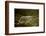 Polar Bear Walking along Hudson Bay, Nunavut, Canada-Paul Souders-Framed Photographic Print