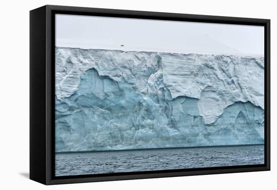 Polar bear walking on Champ Island glacier, Franz Josef Land, Russian Arctic-Sergey Gorshkov-Framed Premier Image Canvas