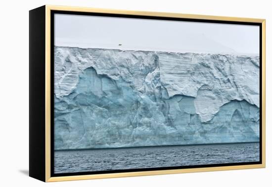 Polar bear walking on Champ Island glacier, Franz Josef Land, Russian Arctic-Sergey Gorshkov-Framed Premier Image Canvas