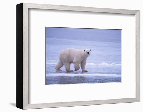 Polar Bear Walking on Ice-DLILLC-Framed Photographic Print