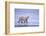 Polar Bear Walking on Ice-DLILLC-Framed Photographic Print