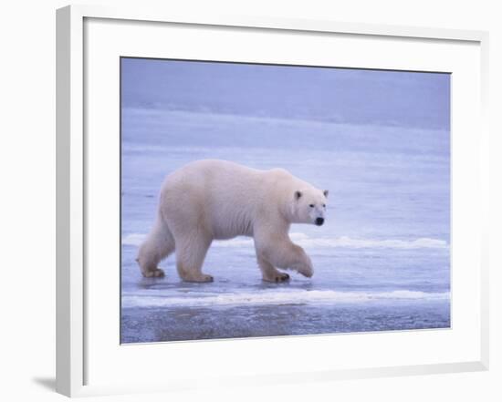 Polar Bear Walking on Ice-DLILLC-Framed Photographic Print