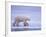 Polar Bear Walking on Ice-DLILLC-Framed Photographic Print