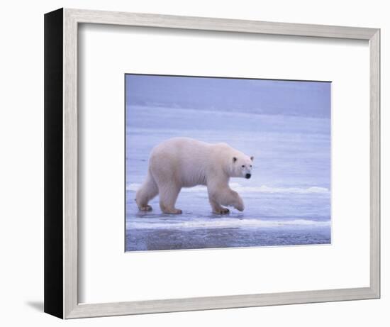 Polar Bear Walking on Ice-DLILLC-Framed Photographic Print