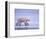 Polar Bear Walking on Ice-DLILLC-Framed Photographic Print