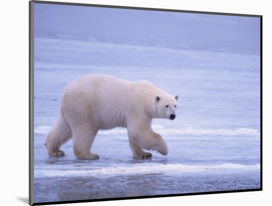 Polar Bear Walking on Ice-DLILLC-Mounted Photographic Print