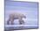 Polar Bear Walking on Ice-DLILLC-Mounted Photographic Print