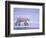 Polar Bear Walking on Ice-DLILLC-Framed Photographic Print