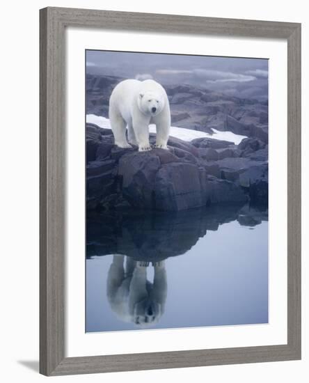 Polar Bear walking on rocky shoreline-Paul Souders-Framed Photographic Print