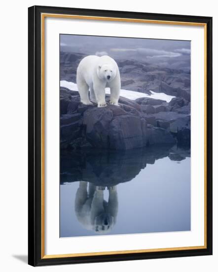 Polar Bear walking on rocky shoreline-Paul Souders-Framed Photographic Print