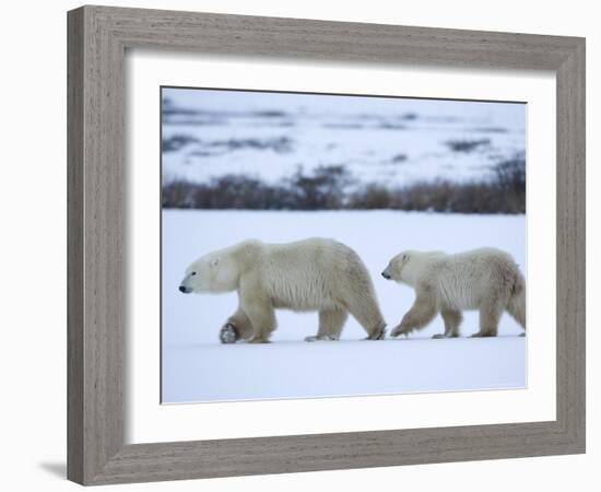 Polar Bear with a Cub, Ursus Maritimus, Churchill, Manitoba, Canada, North America-Thorsten Milse-Framed Photographic Print