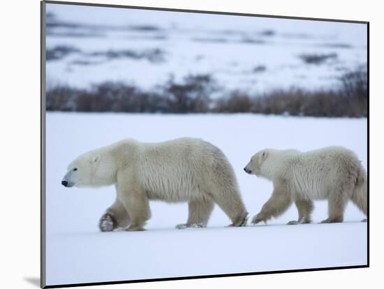 Polar Bear with a Cub, Ursus Maritimus, Churchill, Manitoba, Canada, North America-Thorsten Milse-Mounted Photographic Print