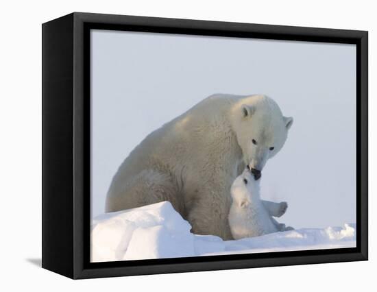 Polar Bear with a Cub, (Ursus Maritimus), Churchill, Manitoba, Canada-Thorsten Milse-Framed Premier Image Canvas