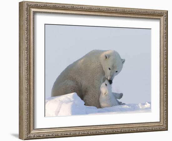 Polar Bear with a Cub, (Ursus Maritimus), Churchill, Manitoba, Canada-Thorsten Milse-Framed Premium Photographic Print