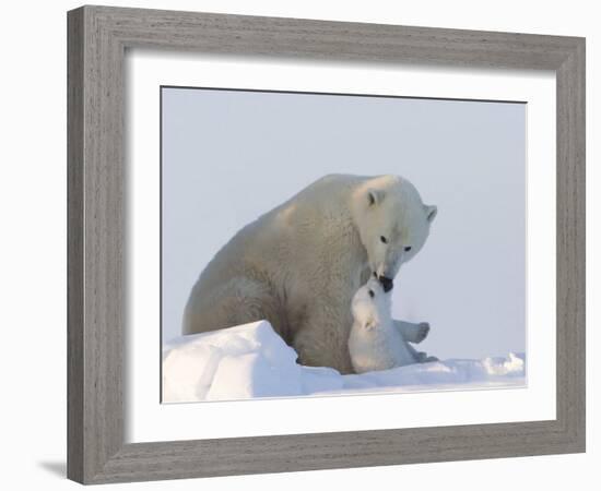 Polar Bear with a Cub, (Ursus Maritimus), Churchill, Manitoba, Canada-Thorsten Milse-Framed Premium Photographic Print