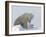 Polar Bear with a Cub, (Ursus Maritimus), Churchill, Manitoba, Canada-Thorsten Milse-Framed Premium Photographic Print