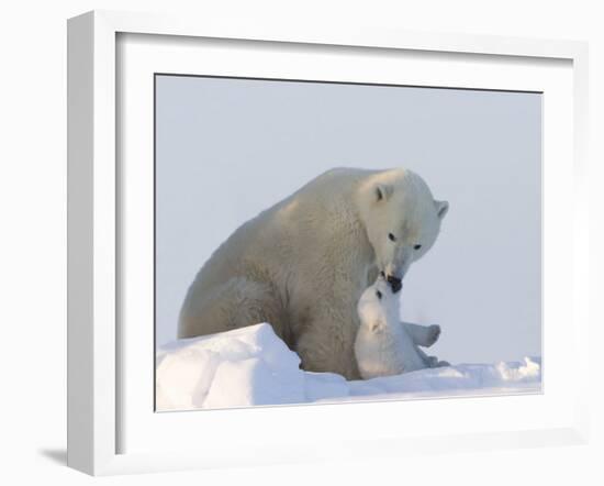 Polar Bear with a Cub, (Ursus Maritimus), Churchill, Manitoba, Canada-Thorsten Milse-Framed Premium Photographic Print