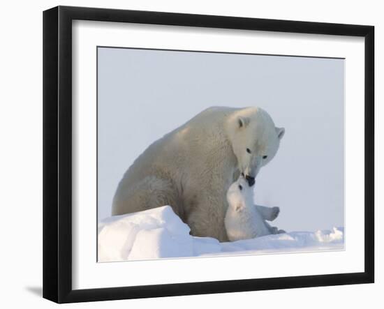 Polar Bear with a Cub, (Ursus Maritimus), Churchill, Manitoba, Canada-Thorsten Milse-Framed Photographic Print