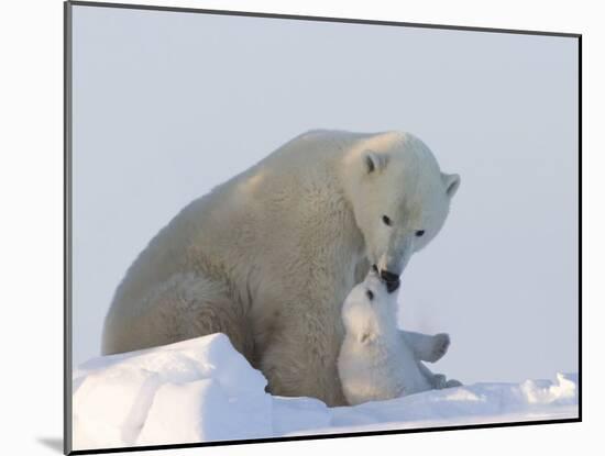 Polar Bear with a Cub, (Ursus Maritimus), Churchill, Manitoba, Canada-Thorsten Milse-Mounted Photographic Print