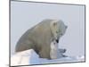 Polar Bear with a Cub, (Ursus Maritimus), Churchill, Manitoba, Canada-Thorsten Milse-Mounted Photographic Print