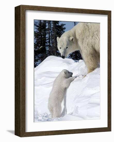 Polar Bear with a Cub, (Ursus Maritimus), Churchill, Manitoba, Canada-Thorsten Milse-Framed Photographic Print