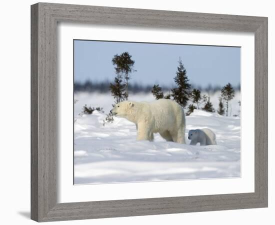 Polar Bear with a Cub, (Ursus Maritimus), Churchill, Manitoba, Canada-Thorsten Milse-Framed Photographic Print