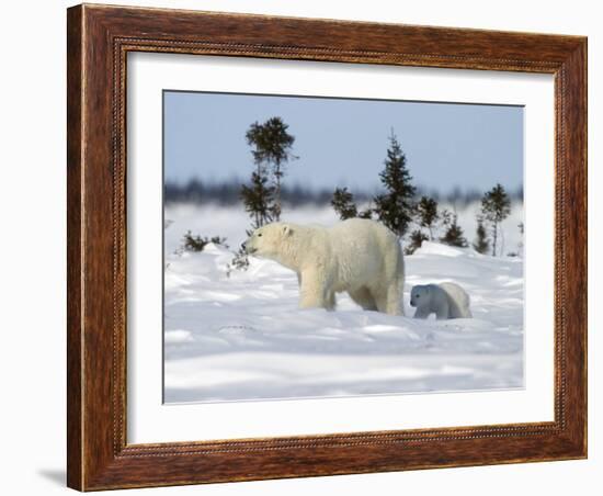 Polar Bear with a Cub, (Ursus Maritimus), Churchill, Manitoba, Canada-Thorsten Milse-Framed Photographic Print