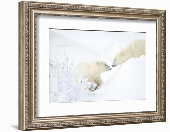 Polar bear with cub in snow, Churchill, Canada-Danny Green-Framed Photographic Print