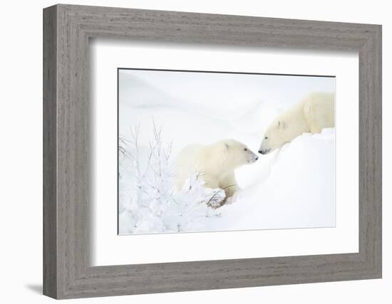 Polar bear with cub in snow, Churchill, Canada-Danny Green-Framed Photographic Print