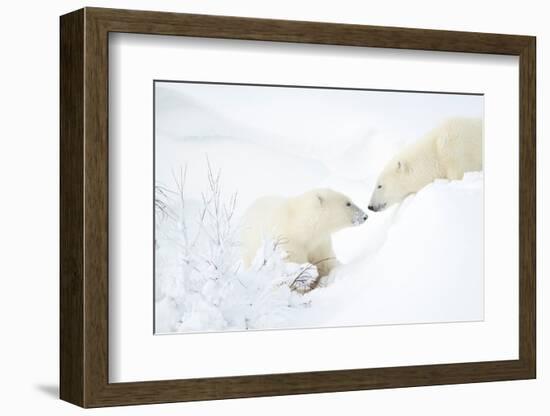 Polar bear with cub in snow, Churchill, Canada-Danny Green-Framed Photographic Print