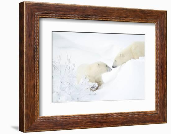 Polar bear with cub in snow, Churchill, Canada-Danny Green-Framed Photographic Print