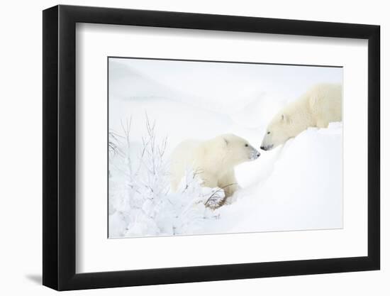 Polar bear with cub in snow, Churchill, Canada-Danny Green-Framed Photographic Print