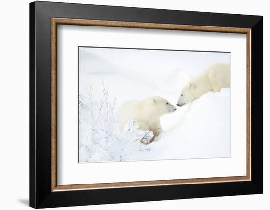 Polar bear with cub in snow, Churchill, Canada-Danny Green-Framed Photographic Print