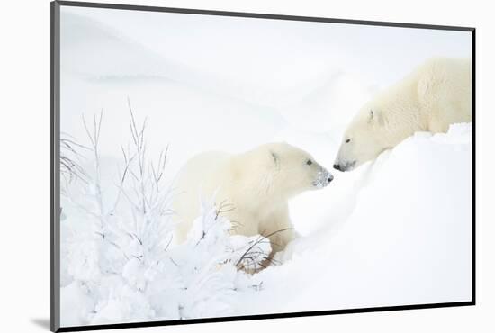 Polar bear with cub in snow, Churchill, Canada-Danny Green-Mounted Photographic Print