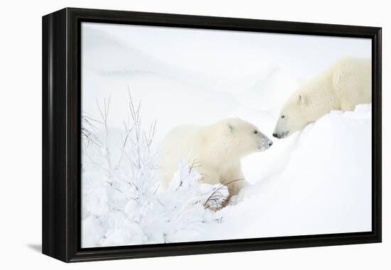 Polar bear with cub in snow, Churchill, Canada-Danny Green-Framed Premier Image Canvas