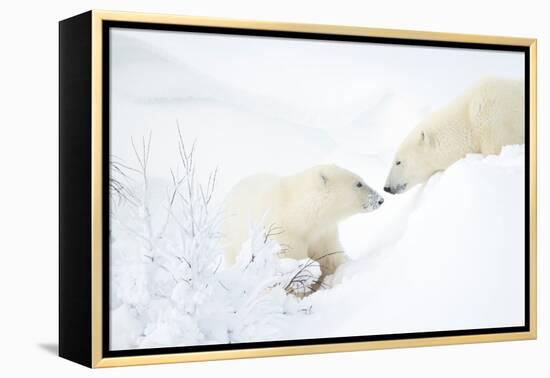 Polar bear with cub in snow, Churchill, Canada-Danny Green-Framed Premier Image Canvas