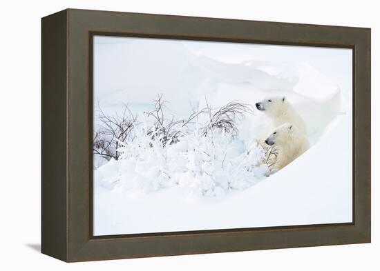 Polar bear with cub, resting in deep snow, Churchill, Canada-Danny Green-Framed Premier Image Canvas