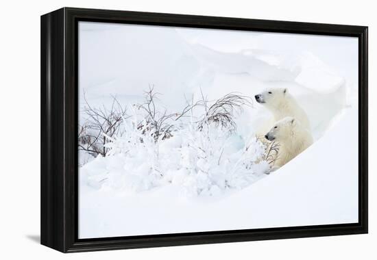 Polar bear with cub, resting in deep snow, Churchill, Canada-Danny Green-Framed Premier Image Canvas