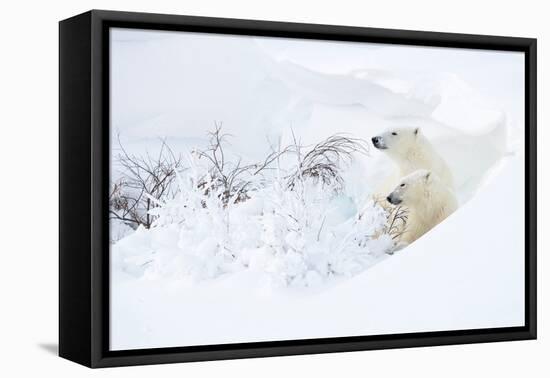 Polar bear with cub, resting in deep snow, Churchill, Canada-Danny Green-Framed Premier Image Canvas