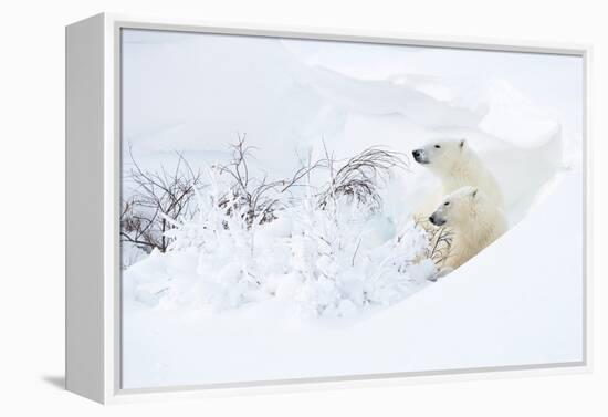 Polar bear with cub, resting in deep snow, Churchill, Canada-Danny Green-Framed Premier Image Canvas