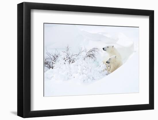 Polar bear with cub, resting in deep snow, Churchill, Canada-Danny Green-Framed Photographic Print