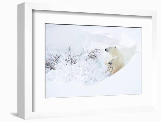 Polar bear with cub, resting in deep snow, Churchill, Canada-Danny Green-Framed Photographic Print