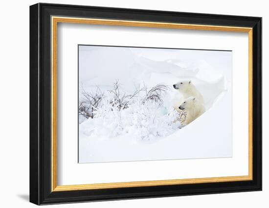 Polar bear with cub, resting in deep snow, Churchill, Canada-Danny Green-Framed Photographic Print