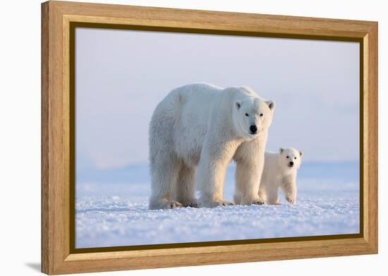 Polar bear with cub standing on ice, Svalbard, Norway-Danny Green-Framed Premier Image Canvas