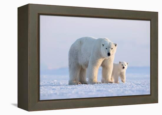 Polar bear with cub standing on ice, Svalbard, Norway-Danny Green-Framed Premier Image Canvas