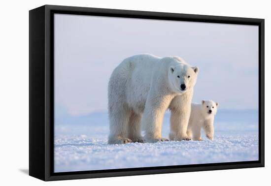 Polar bear with cub standing on ice, Svalbard, Norway-Danny Green-Framed Premier Image Canvas