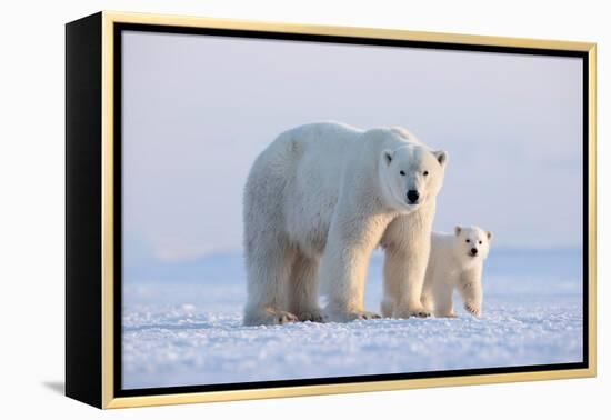 Polar bear with cub standing on ice, Svalbard, Norway-Danny Green-Framed Premier Image Canvas