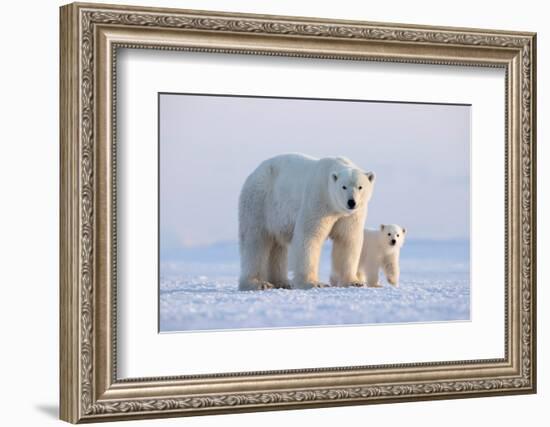 Polar bear with cub standing on ice, Svalbard, Norway-Danny Green-Framed Photographic Print