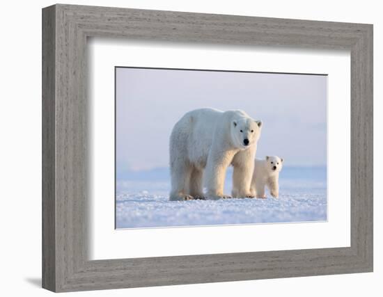 Polar bear with cub standing on ice, Svalbard, Norway-Danny Green-Framed Photographic Print