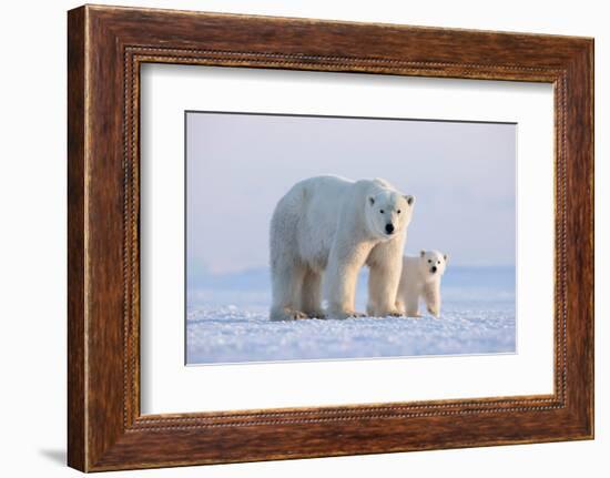 Polar bear with cub standing on ice, Svalbard, Norway-Danny Green-Framed Photographic Print